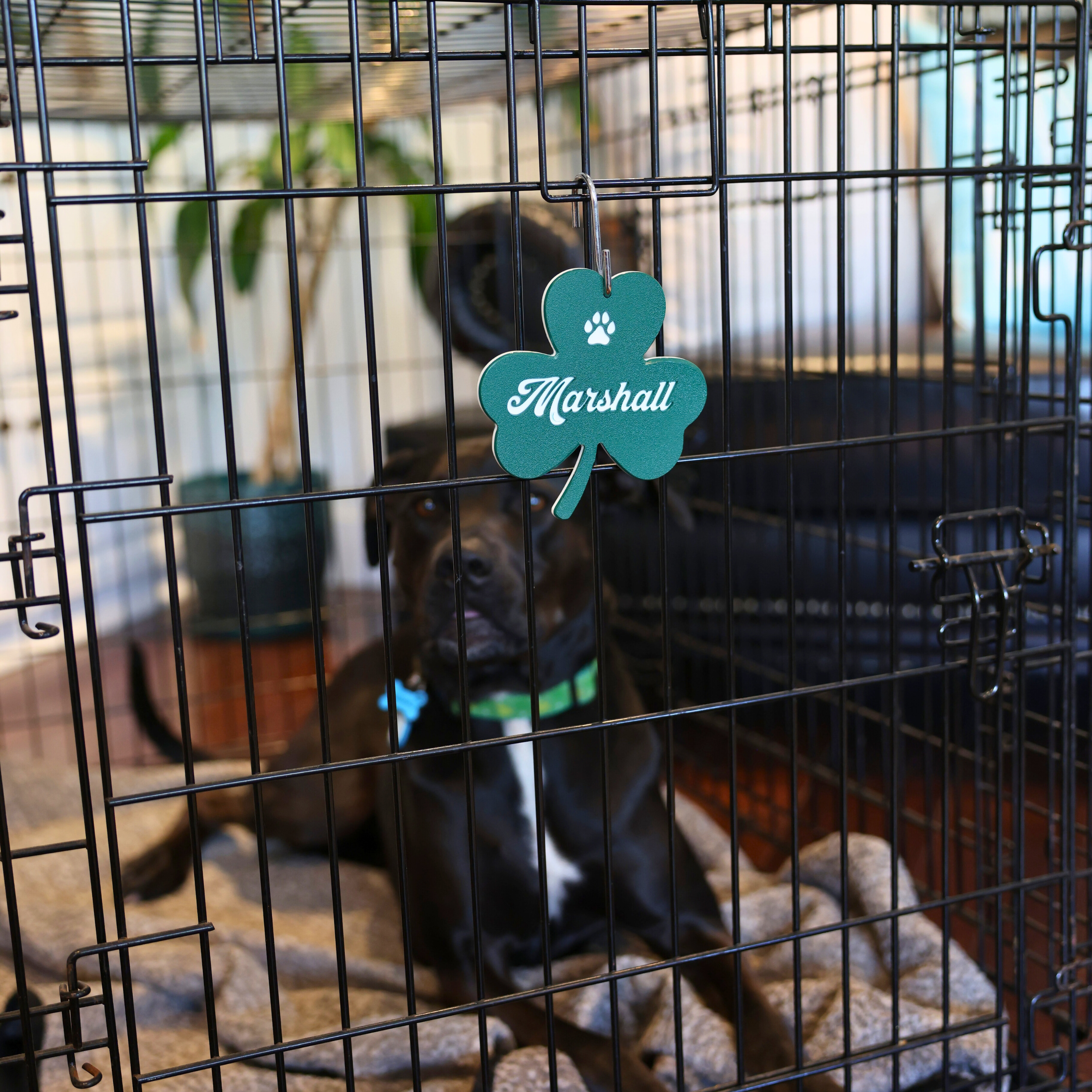 Personalized Dog Crate Tag (Laminate Plastic) – Custom Kennel Name Plate with Color Fill + Fun Fonts