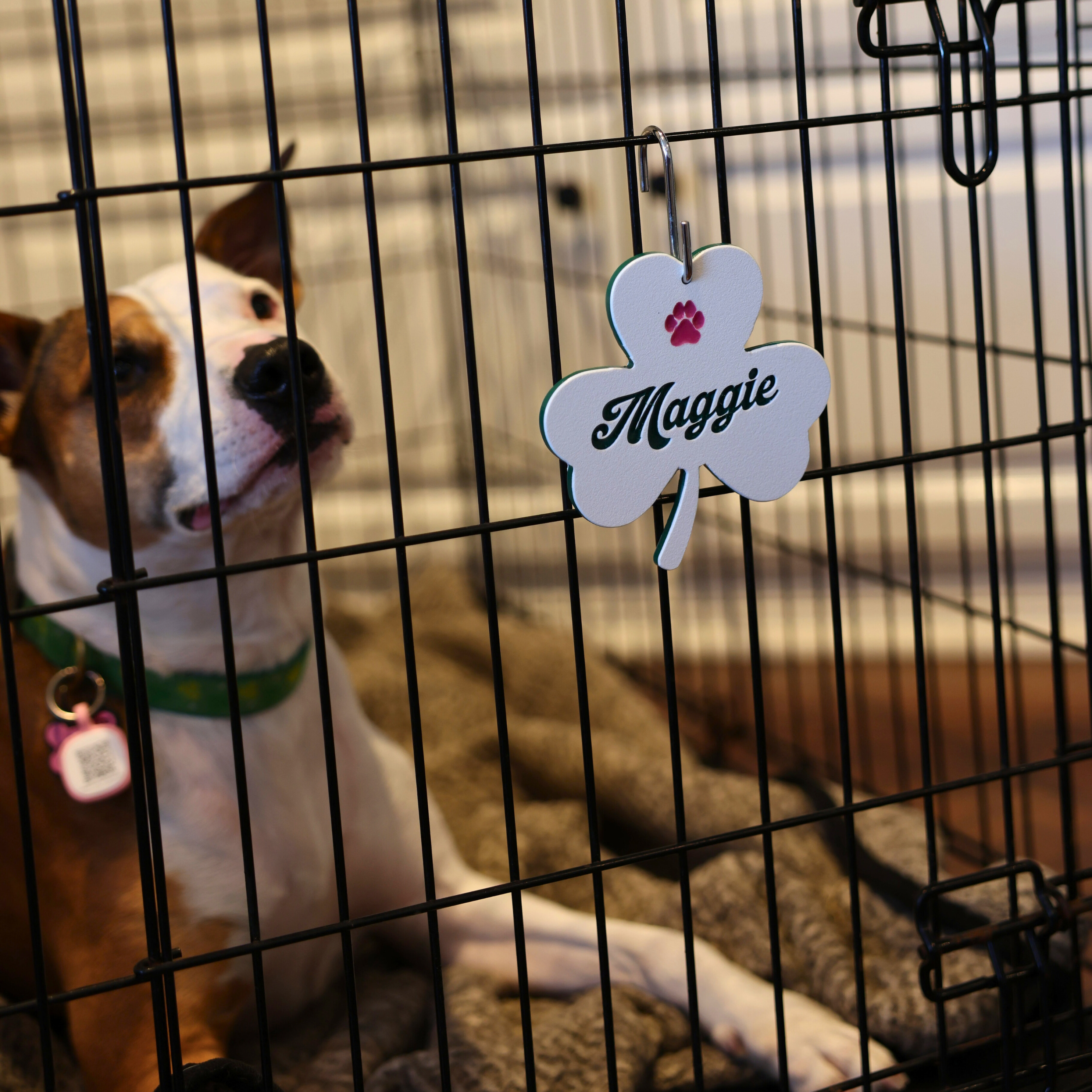 Personalized Dog Crate Tag (Laminate Plastic) – Custom Kennel Name Plate with Color Fill + Fun Fonts