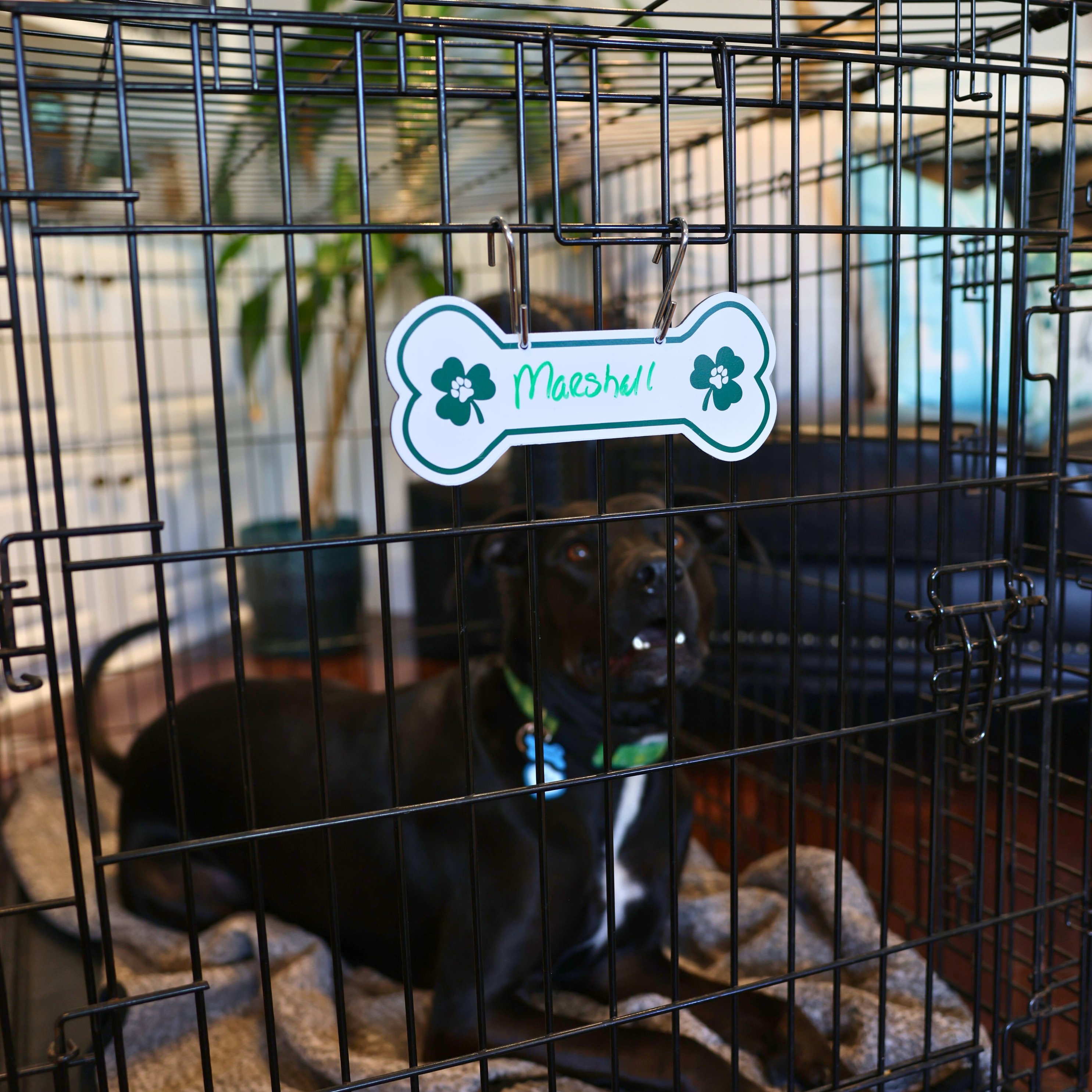 Aluminum Writable Dog Bone Crate Tag